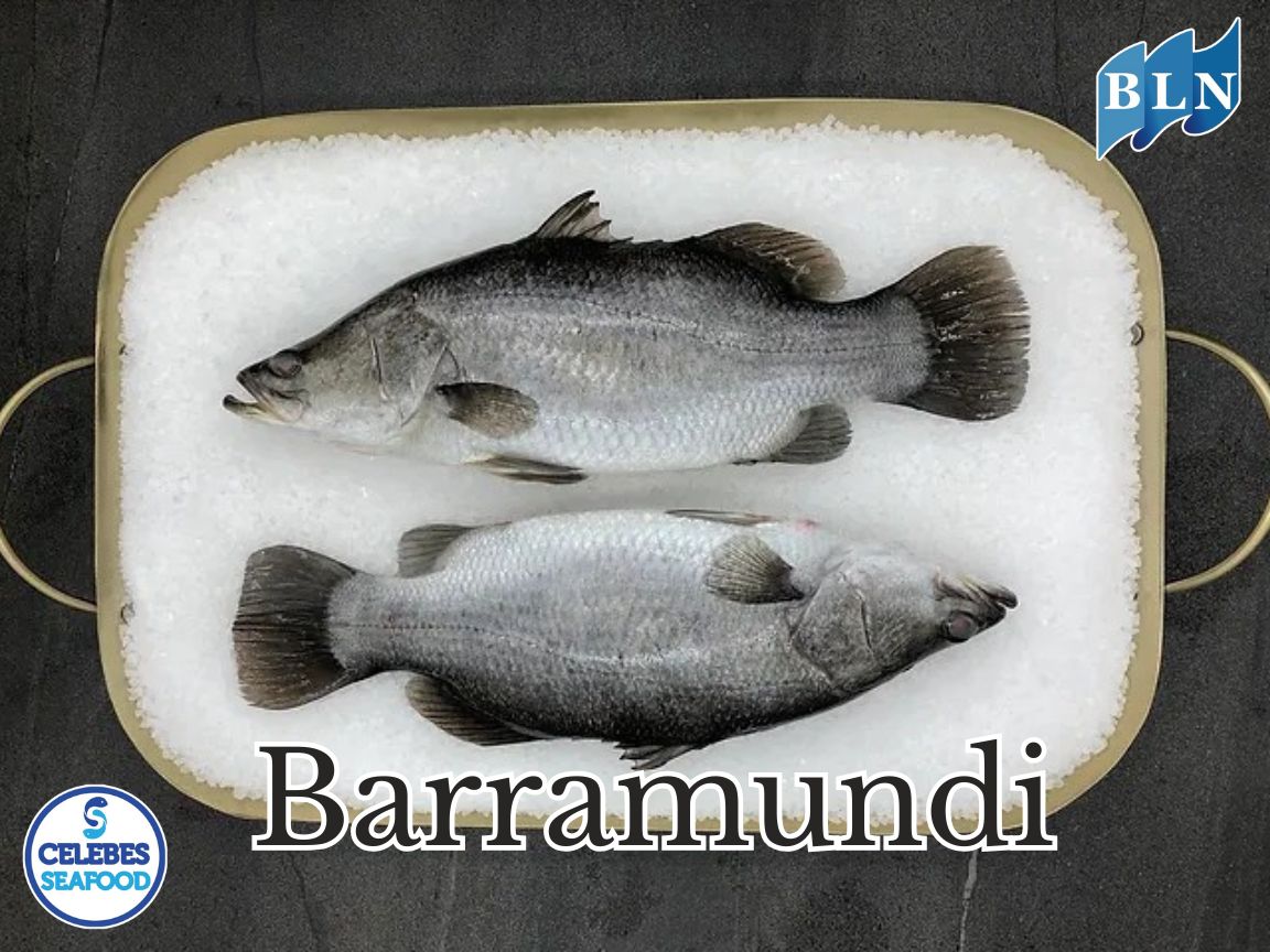 Barramundi, a world-Famous Freshwater Fish